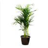 ARECA BAMBU P24