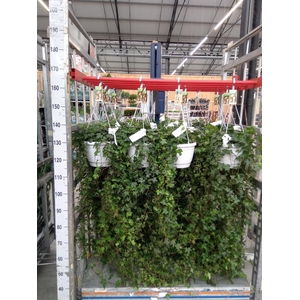 Hedera helix 'Pittsburgh'
