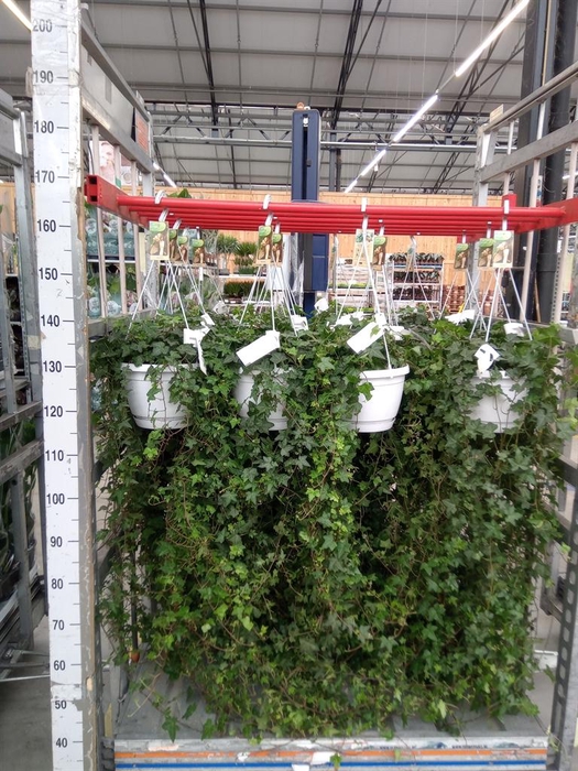 <h4>Hedera helix 'Pittsburgh'</h4>