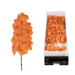 Vanda 24 tak Princess orange