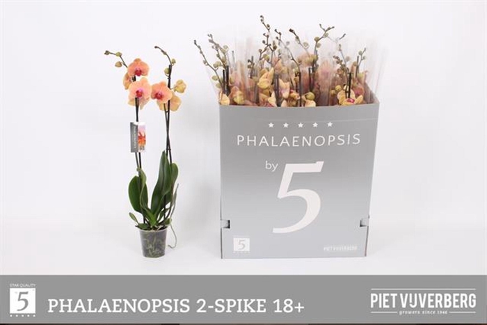 <h4>Phalaenopsis overig oranje</h4>