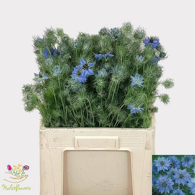 <h4>NIGE D OV BLAUW BS</h4>