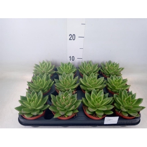 Echeveria  'Miranda'