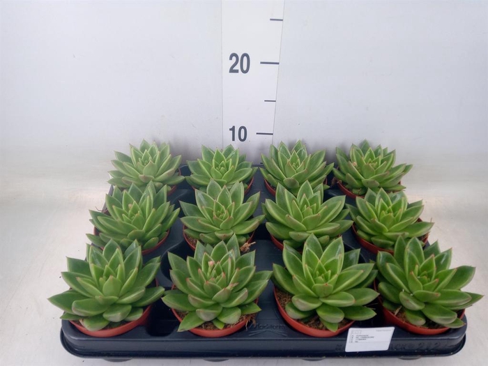 <h4>Echeveria  'Miranda'</h4>