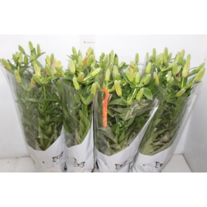 LIRIO ORANGE PIXIE P15
