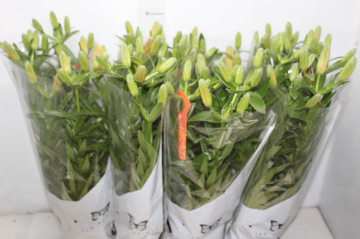 <h4>LIRIO ORANGE PIXIE P15</h4>