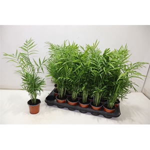 Chamaed Elegans