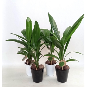 Licuala in keramiek konische pot