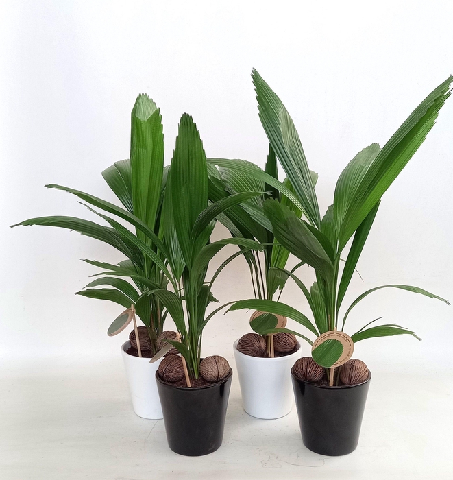 <h4>Licuala in keramiek konische pot</h4>