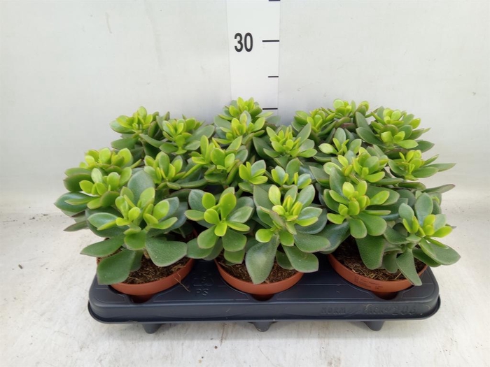 <h4>Crassula  'Minova Magic'</h4>
