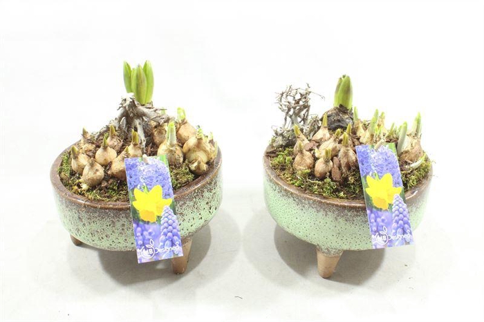 <h4>G214 KER OP POOTJE</h4>