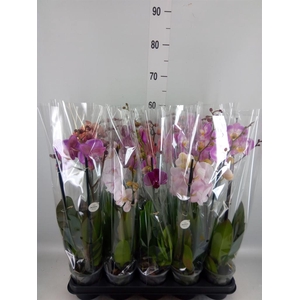 Phalaenopsis   ...mix