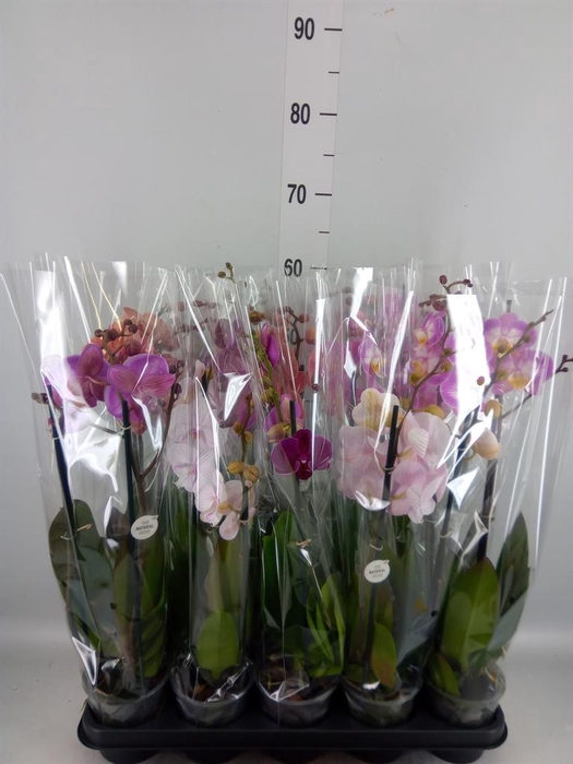 <h4>Phalaenopsis   ...mix</h4>