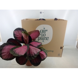 Calathea roseopicta 'Crimson'