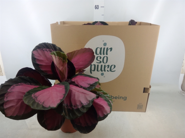 <h4>Calathea roseopicta 'Crimson'</h4>