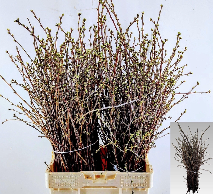 <h4>KERSENBLOESEM P BOS</h4>