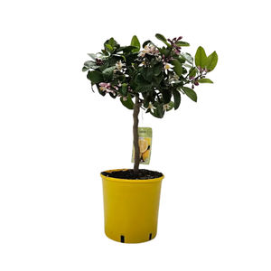 Citrus hystrix