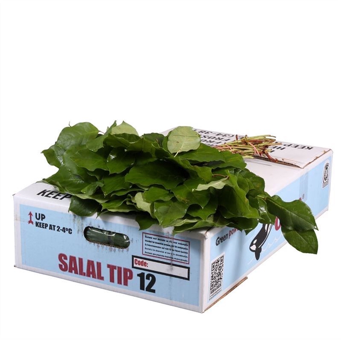 Salal Tip Orca