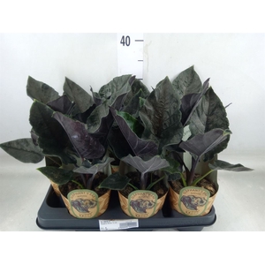 Alocasia   ...