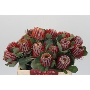 Banksia Coccinea