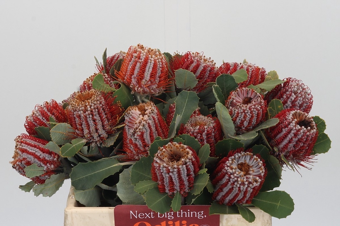 <h4>Banksia Coccinea</h4>