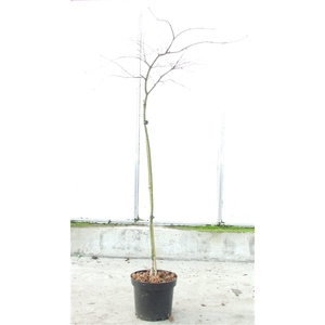 Acer palmatum 'Orangeola' Stam P26 Full CC