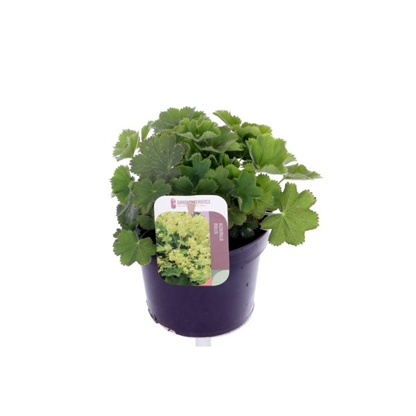 <h4>Alchemilla mollis</h4>