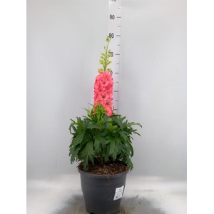 Delphinium 'Red Lark'