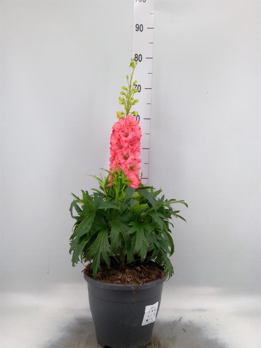 <h4>Delphinium  'Red Lark'</h4>