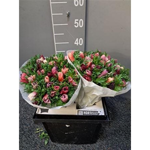 Anem Rainbow Cherry Cream Rosa