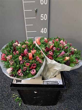 <h4>Anem Rainbow Cherry Cream Rosa</h4>