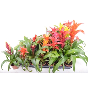 BROMELIA GEM 15 SRT