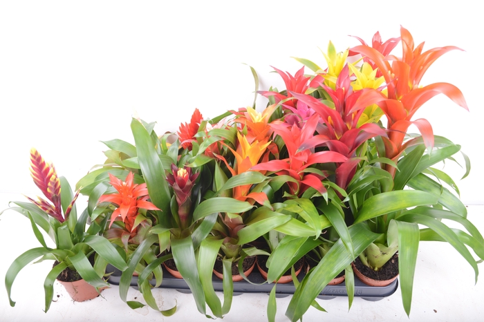 <h4>BROMELIA GEM 15 SRT</h4>