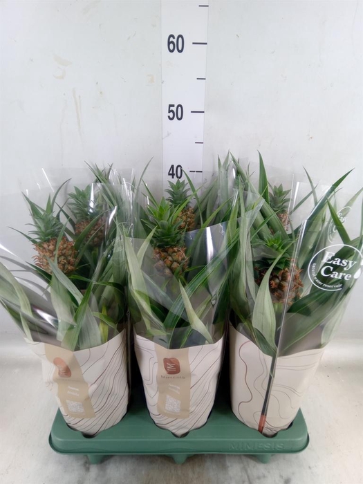 <h4>Ananas  'Mi Amigo'</h4>