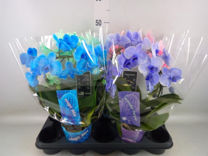 <h4>Phalaenopsis   ...</h4>