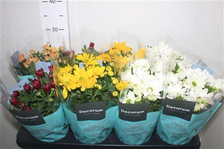 <h4>Chrys Breeze Gem</h4>