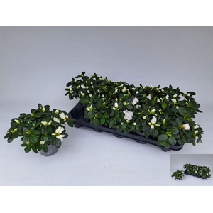 RHODO SI WITTE VOGEL P10.5