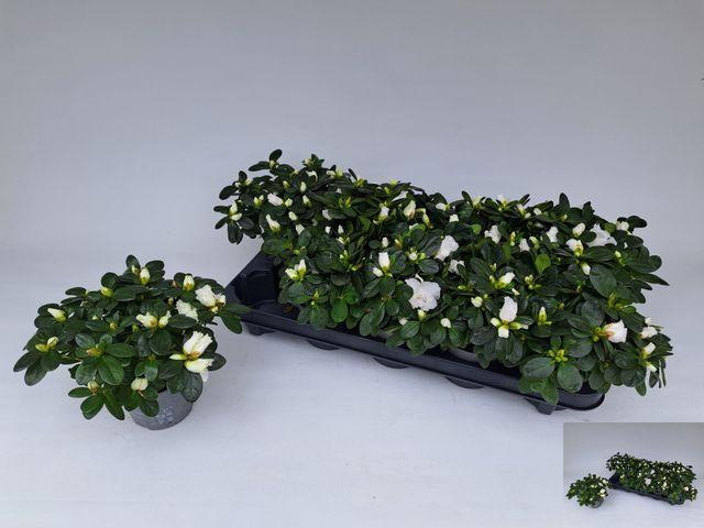 <h4>RHODO SI WITTE VOGEL P10.5</h4>