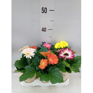 Gerbera  'Colourgame'   ...mix