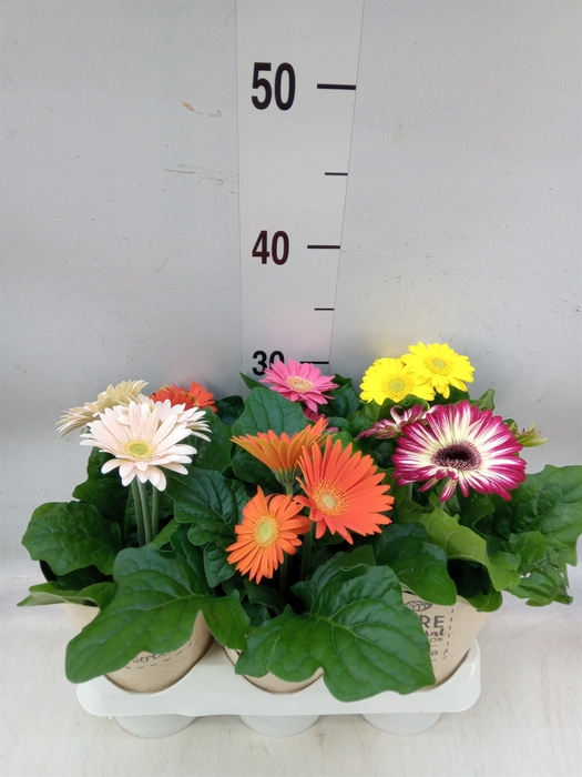 <h4>Gerbera  'Colourgame'   ...mix</h4>