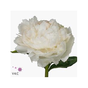 Paeonia brother chuck