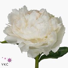 <h4>Paeonia brother chuck</h4>