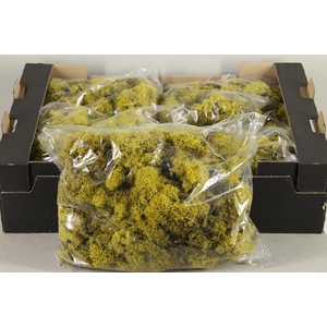 Moss Icelandic 500gr Yellow