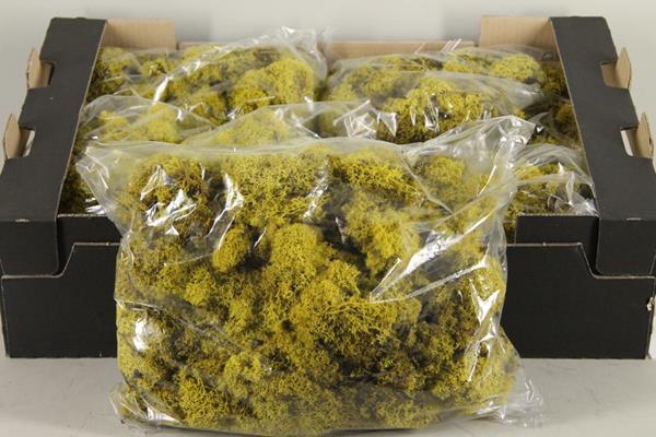 Moss Icelandic 500gr Yellow