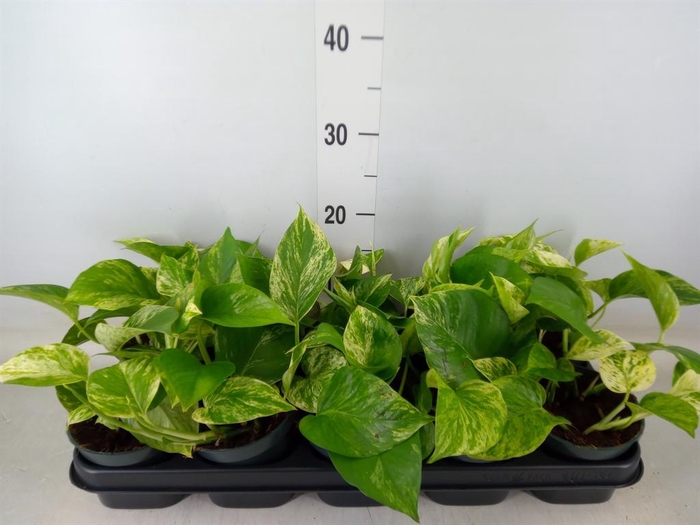 <h4>Epipremnum pinn. 'Marble Queen'</h4>