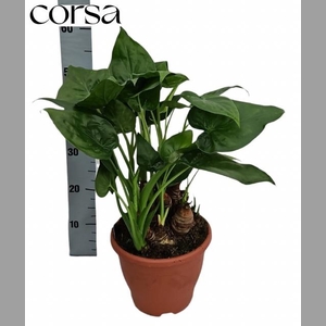 ALOC CUCULLATA