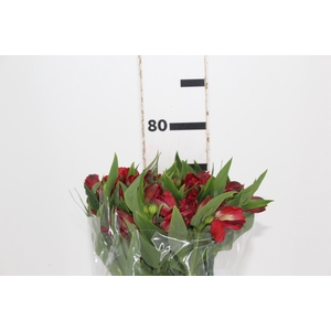ALSTROEMERIA BAHIA 080 CM
