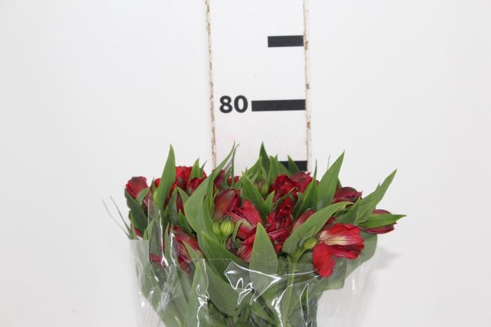 <h4>ALSTROEMERIA BAHIA 080 CM</h4>