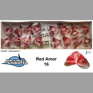 ANTH A RED AMOR