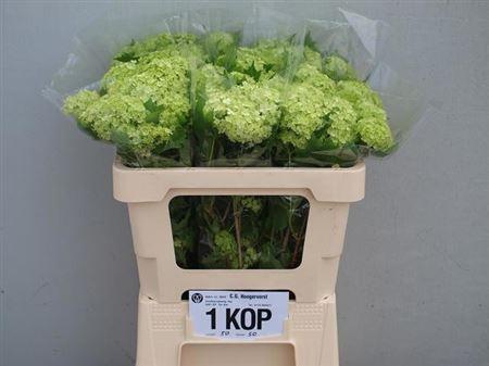 Viburnum Sneeuwbal 1+ Bal